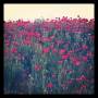 amapolas